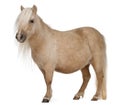 Palomino Shetland pony, Equus caballus Royalty Free Stock Photo