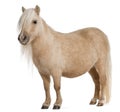 Palomino Shetland pony, Equus caballus Royalty Free Stock Photo