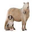 Palomino Shetland pony, Equus caballus Royalty Free Stock Photo
