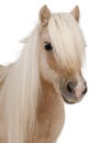 Palomino Shetland pony, Equus caballus, 3 years old Royalty Free Stock Photo