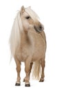 Palomino Shetland pony, Equus caballus, 3 years old