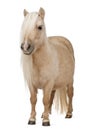 Palomino Shetland pony, Equus caballus, 3 years old Royalty Free Stock Photo