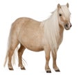 Palomino Shetland pony, Equus caballus, 3 years old