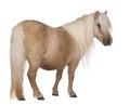 Palomino Shetland pony, Equus caballus, 3 years old Royalty Free Stock Photo