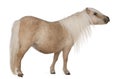 Palomino Shetland pony, Equus caballus, 3 years old Royalty Free Stock Photo