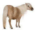 Palomino Shetland pony, Equus caballus, 3 years old