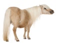 Palomino Shetland pony, Equus caballus, 3 years old