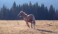 Palomino stallion running in the Pryor Mountains Wild Horse Range in Wyoming USA Royalty Free Stock Photo