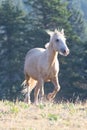 Palomino Stallion trotting in the Pryor Mountains Wild Horse Range on the border of Wyoming Montana in the USA