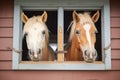 palomino stallions head through open window