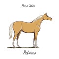 Horse color chart on white. Equine coat colors with text. Equestrian scheme.