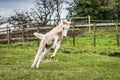 A Palomino Welsh Section A foal in a field in Spring Royalty Free Stock Photo