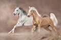 Two beautiful horse with long mane run in desert Royalty Free Stock Photo