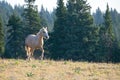 Palomino Wild Horse Mustang Stallion running in the Pryor Mountains Wild Horse Range on the border of Wyoming USA Royalty Free Stock Photo