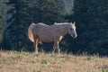 Palomino Wild Horse Mustang Stallion walking on Sykes Ridge in the Pryor Mountains Wild Horse Range Royalty Free Stock Photo