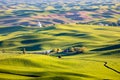 Palouse Wheat Field