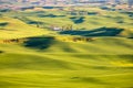 Palouse green wheat fields Royalty Free Stock Photo