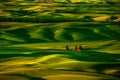 Palouse Hills in the Morning Royalty Free Stock Photo