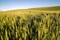 Palouse Wheat Field