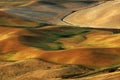 Palouse Wheat Fields