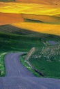 Palouse wheat fields and road