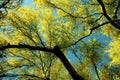 Paloverde Tree in bloom