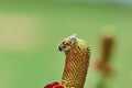 Palpada mexicana, Drone fly Rat-tailed maggot fly sitting on a Mexican Hat, Upright Prairie Coneflower, Thimbleflower Royalty Free Stock Photo