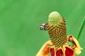 Palpada mexicana, Drone fly Rat-tailed maggot fly sitting on a Mexican Hat, Upright Prairie Coneflower, Thimbleflower Royalty Free Stock Photo