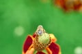 Palpada mexicana, Drone fly Rat-tailed maggot fly sitting on a Mexican Hat, Upright Prairie Coneflower, Thimbleflower, Red and Royalty Free Stock Photo