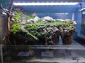 Paludarium Royalty Free Stock Photo