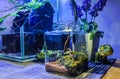 Paludarium night lamp Royalty Free Stock Photo