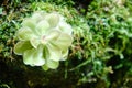 Paludarium is a transparent reservoir with an artificially created semi-aquatic habitat for the maintenance of aquatic, including Royalty Free Stock Photo