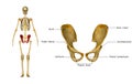 Palvic hip Girdle