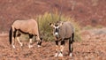 Oryx, early morning in the Palwag concession, namibia