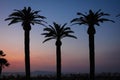 Pam trees at sunset. Sorrento. Naples. Italy Royalty Free Stock Photo