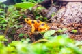 the pamanian golden frog, atelopus zeteki, living in Panama is critically endangered due to the chytrid fungus and illegal pet