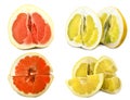 Pamelo big and juicy fruit on a white background, different views on one sheet. Citrus bright color without background.