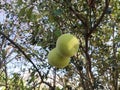 Pamelo is one of the citrus plants that produces the largest fruit in Indonesia