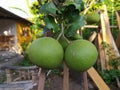 Pamelo oranges come from the Rutaceae family Royalty Free Stock Photo