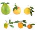 Pamelo, tangerines, grapefruits and