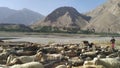 Pamir highway, Tajikistan, circa august 2019: Young shepherd with goats on the road on Pamir highway in Tajikistan