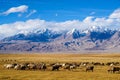 Sheep grazing at foot of Snow Mountain on Pamirs in Fall Royalty Free Stock Photo