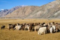 Sheep grazing at foot of Snow Mountain on Pamirs in Fall Royalty Free Stock Photo