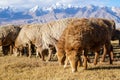 Sheep grazing at foot of Snow Mountain on Pamirs in Fall Royalty Free Stock Photo