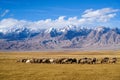 Sheep grazing at foot of Snow Mountain on Pamirs in Fall Royalty Free Stock Photo