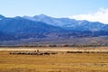 Sheep grazing at foot of Snow Mountain on Pamirs in Fall Royalty Free Stock Photo