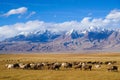 Sheep grazing at foot of Snow Mountain on Pamirs in Fall Royalty Free Stock Photo