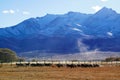 Sheep grazing at foot of Snow Mountain on Pamirs in Fall Royalty Free Stock Photo