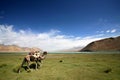 The pamir plateau Royalty Free Stock Photo