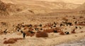 Lambs go on the Pamir highway. Tajikistan. Flocks of tired sheep are returning home along the river.